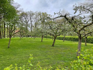 Güzel bahar bahçe çiçek açan ağaçlar ile
