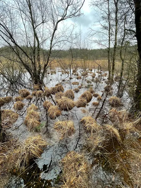 stock image Typical Dutch peat area with a small fen bordered by forest and clumps of grass