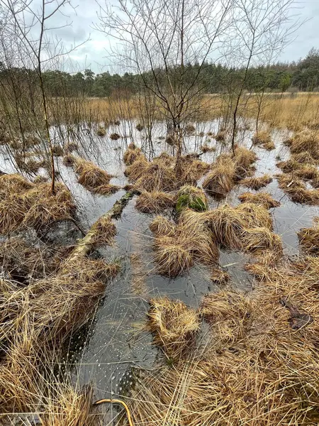 stock image Typical Dutch peat area with a small fen bordered by forest and clumps of grass