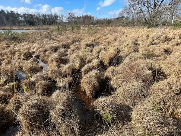 stock image Typical Dutch peat area with a small fen bordered by forest and clumps of grass