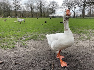 Parktaki güzel beyaz kazlar.