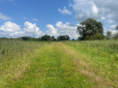 a field of wheat and a dirt road in the middle of the countryside in the summer
