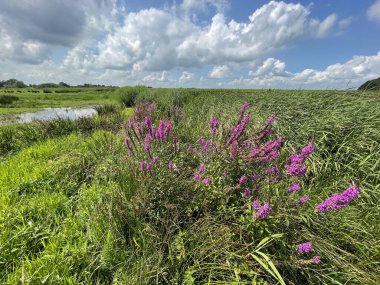 Yeşil çayır üzerinde güzel pembe çiçekler