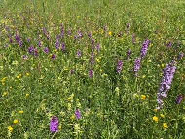 Güzel renkli kır çiçekleri olan çayır.