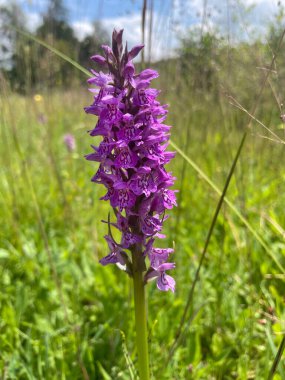 Bahçedeki mor çiçek, manzarayı kapat. 