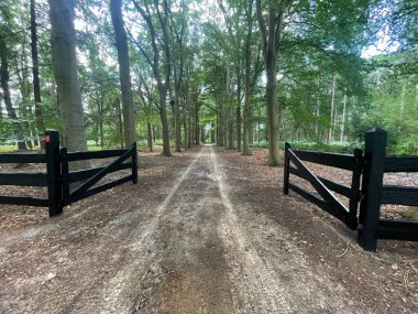 Ormanda uzun ağaçlarla çevrili ahşap çitler. 