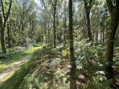 Güneşli bir günde, ormandaki yeşil ağaçların güzel bir görüntüsü.