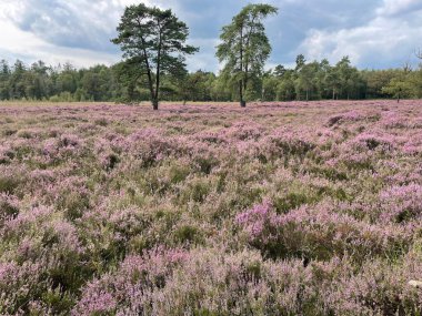 Güneşli bir günde fundalık bir arazinin güzel manzarası 