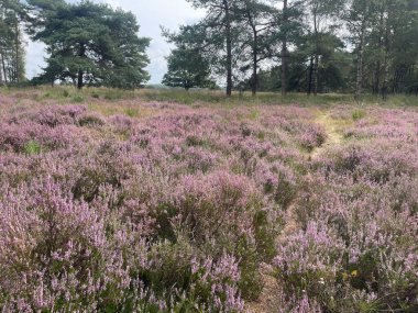 Güneşli bir günde fundalık bir arazinin güzel manzarası 