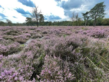 Güneşli bir günde fundalık bir arazinin güzel manzarası 