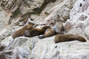 Bir grup deniz aslanı kayanın üzerinde dinleniyor.