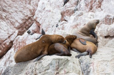 Bir grup deniz aslanı ve kuş kayanın üzerinde dinleniyor.