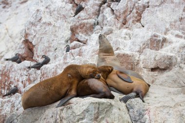 Bir grup deniz aslanı ve kuş kayanın üzerinde dinleniyor.