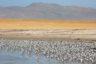 Sahildeki büyük martı sürüsünün manzarası