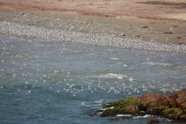 Sahildeki büyük martı sürüsünün manzarası