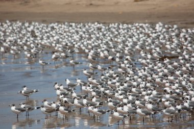 Sahildeki büyük martı sürüsünün manzarası