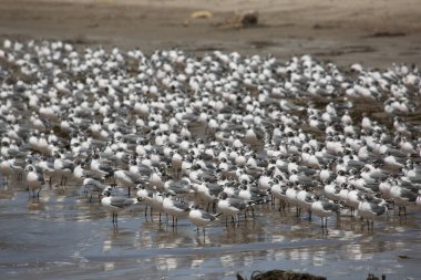 Sahildeki büyük martı sürüsünün manzarası