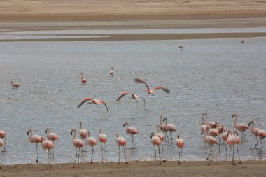 Sahildeki pembe flamingoların güzel manzarası