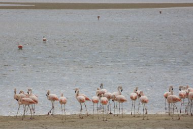 Sahildeki pembe flamingoların güzel manzarası