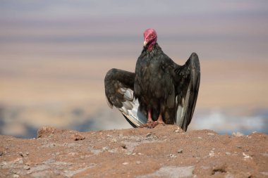 Türk akbaba ve Cathartes 'in açık havada çekilmiş portresi.