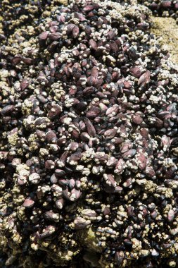 Kıyıdaki midye kümesinin yakın görüntüsü 
