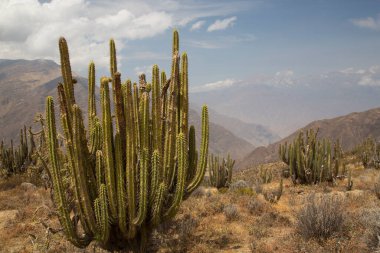 Dağların güzel manzarası.