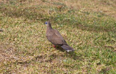 Güvercin yerde yürüyor.
