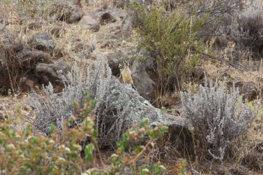 Dağların güzel manzarası