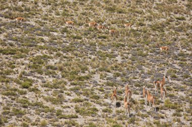 Vahşi doğadaki geyik sürüsü