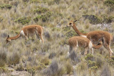 And Dağlarında vahşi bir lama