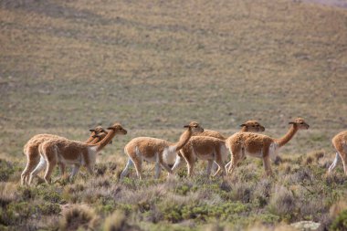 Çöldeki vahşi hayvan grubu.