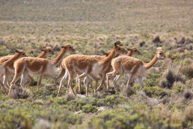 Ve develer de toplu haldedir.