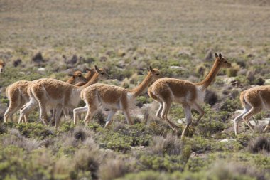 And Dağlarında bir grup lama