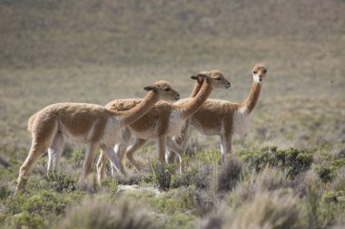 Kırsalda vahşi alpaka