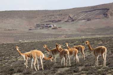Bolivya 'da deve grubu