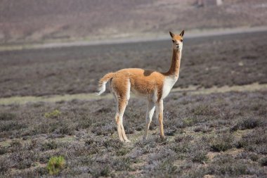 Vahşi Lama Peru 'nun yüksek dağlarında