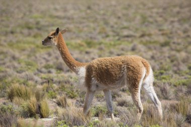 And, cusco, peru 'da güzel bir lama.