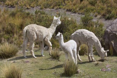 And Dağlarında beyaz lama, cusco, peru