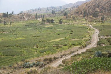 Etiyopya 'daki yeşil tepelerin manzarası