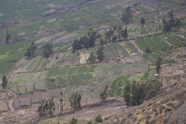 Bali 'deki pirinç tarlaları.