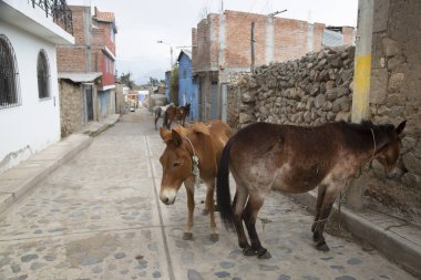 Eşek Peru 'da ağılda.