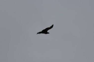 Gökyüzünde uçan vahşi kuş, yaklaş