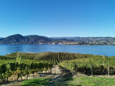 Kanada 'nın sonbahar mevsiminde Naramata, British Columbia' daki Okanagan Gölü 'ne bakan üzüm bağı manzarası. Narata, Okanagan Vadisi 'nde Penticton yakınlarında. Kanada tarım turizmi kavramı.