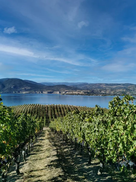 Kanada 'nın sonbahar mevsiminde Naramata, British Columbia' daki Okanagan Gölü 'ne bakan üzüm bağı manzarası. Narata, Okanagan Vadisi 'nde Penticton yakınlarında. Kanada tarım turizmi kavramı.