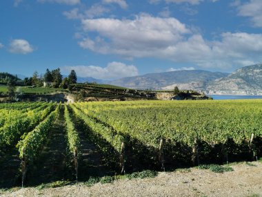 Kanada 'nın sonbahar mevsiminde Naramata, British Columbia' daki Okanagan Gölü 'ne bakan üzüm bağı manzarası. Narata, Okanagan Vadisi 'nde Penticton yakınlarında. Kanada tarım turizmi kavramı.
