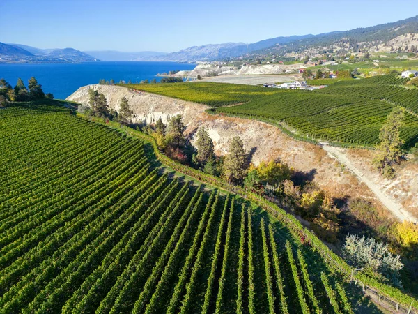 A drone view of an organic winery vineyard on the Naramata Bench overlooking Okanagan Lake in Penticton, British Columbia, Canada. Penticton is located in the Okanagan Valley.