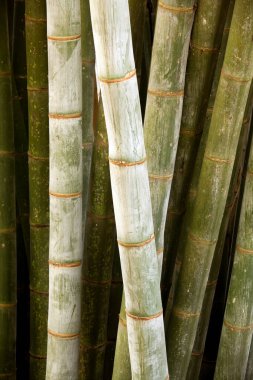 Bamboos are a diverse group of evergreen perennial flowering plants making up the subfamily Bambusoideae of the grass family Poaceae. Giant bamboos are the largest members of the grass family.