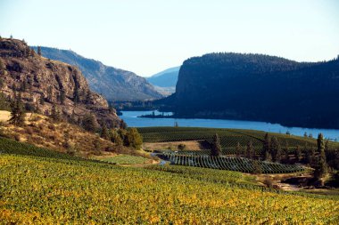 Vineyard and winery overlooking Vaseux Lake and McIntyre Bluff in Okanagan Falls, British Columbia, Canada. 
