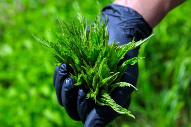 Okanagan Vadisi, British Columbia, Kanada 'dan yabani ısırgan otu topluyorum. Urtica dioica, genellikle ısırgan otu, ısırgan otu, ısırgan otu ya da ısırgan otu yaprağı ya da sadece ısırgan otu ya da iğnesi olarak bilinir.