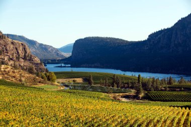 Vineyard and winery overlooking Vaseux Lake and McIntyre Bluff in Okanagan Falls, British Columbia, Canada. 